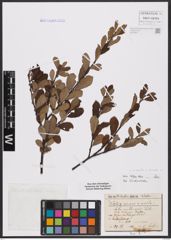 Foto von Salix aurita L. x Salix cinerea L.